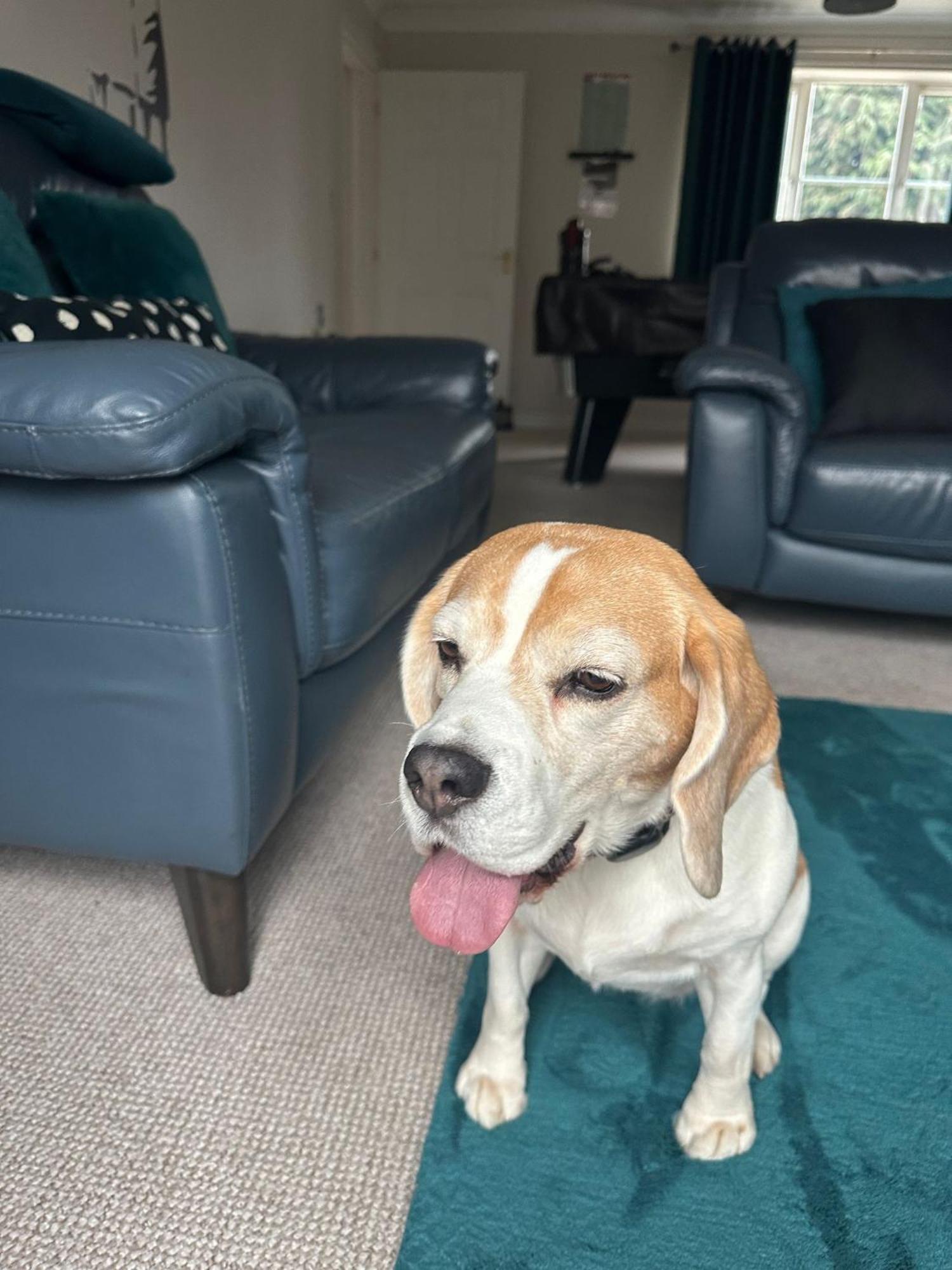 Hereford - Finch House - Modern 4 Bedroom House Located In South Hereford, Dog Friendly With Nearby Countryside, Pool Table, Sleeps Up To 10 Guests - Hosted By Rentmyhouse מראה חיצוני תמונה